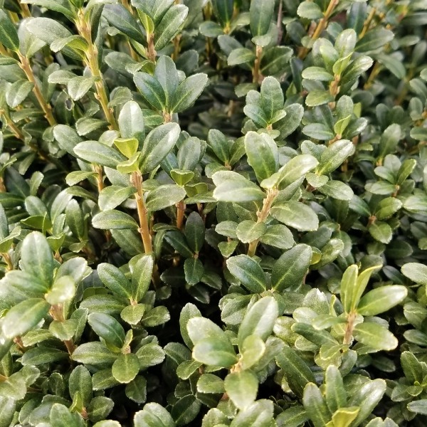 Growing the sky pencil japanese holly (Ilex crenata), perennial ...