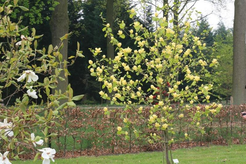 Growing the lois yellow magnolia (Magnolia x brooklynensis), perennial