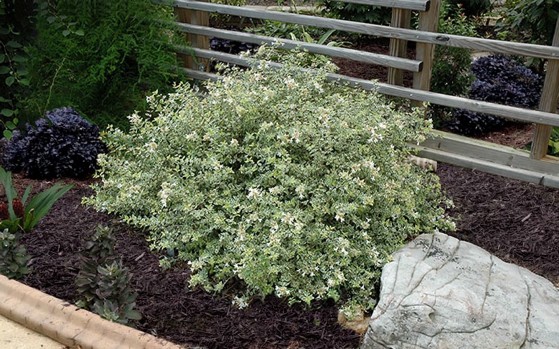 Growing the radiance dwarf abelia (Abelia x grandiflora), perennial ...