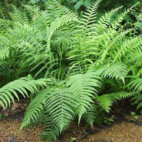 Growing the southern shield fern (Dryopteris ludoviciana), perennial ...