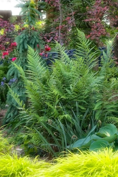 Growing The Dixie Wood Fern Dryopteris X Australis Perennial Semi