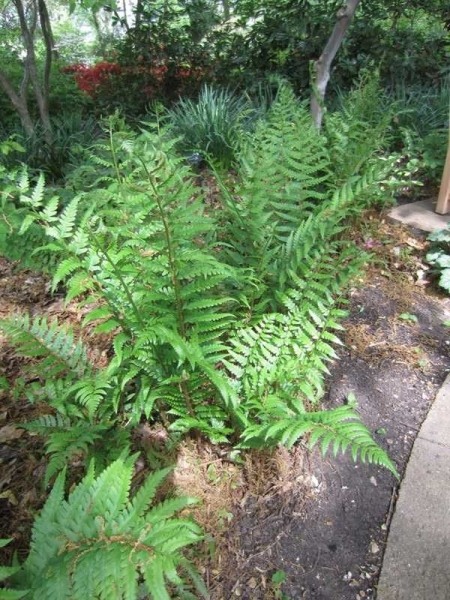 Growing the dixie wood fern (Dryopteris x australis), perennial, semi ...