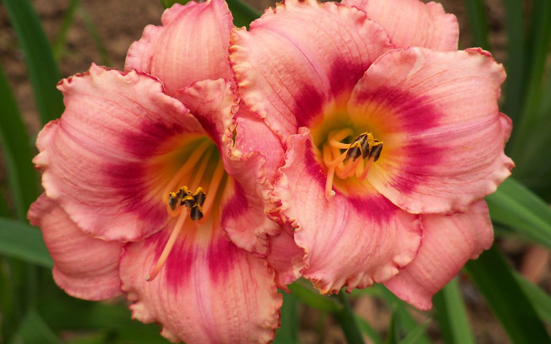 Growing the strawberry candy daylily (Hemerocallis), perennial ...