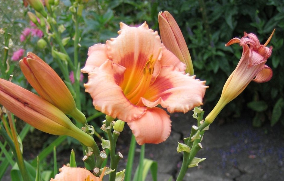 Growing the strawberry candy daylily (Hemerocallis), perennial ...