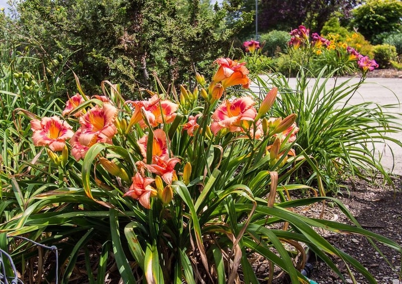 Growing the strawberry candy daylily (Hemerocallis), perennial ...