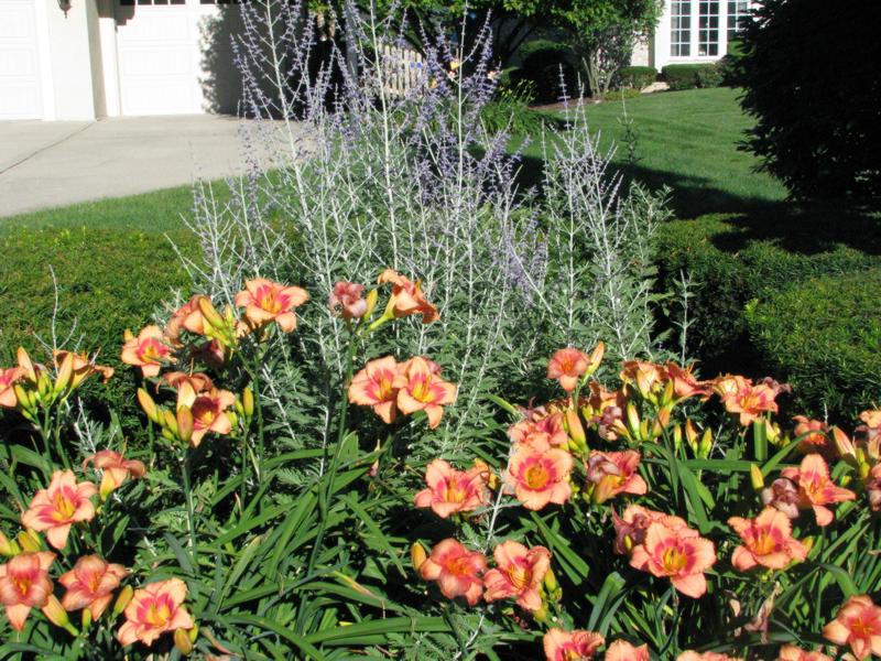 Growing the strawberry candy daylily (Hemerocallis), perennial ...