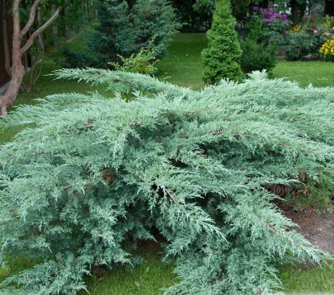 Growing the grey owl juniper (Juniperus virginiana), perennial ...