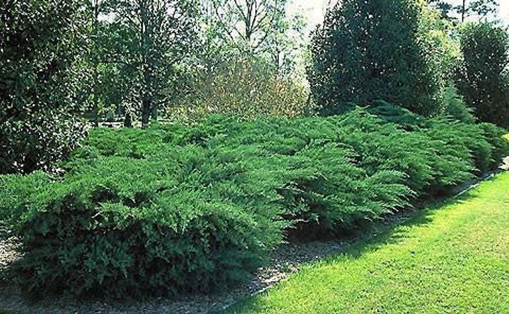 Growing The Grey Owl Juniper Juniperus Virginiana Perennial