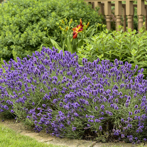 Growing the sensational lavender (Lavandula x intermedia Tesseract ...