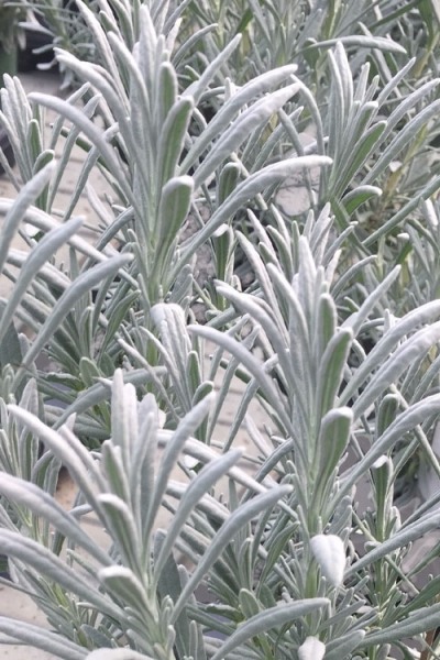 Growing the sensational lavender (Lavandula x intermedia Tesseract ...