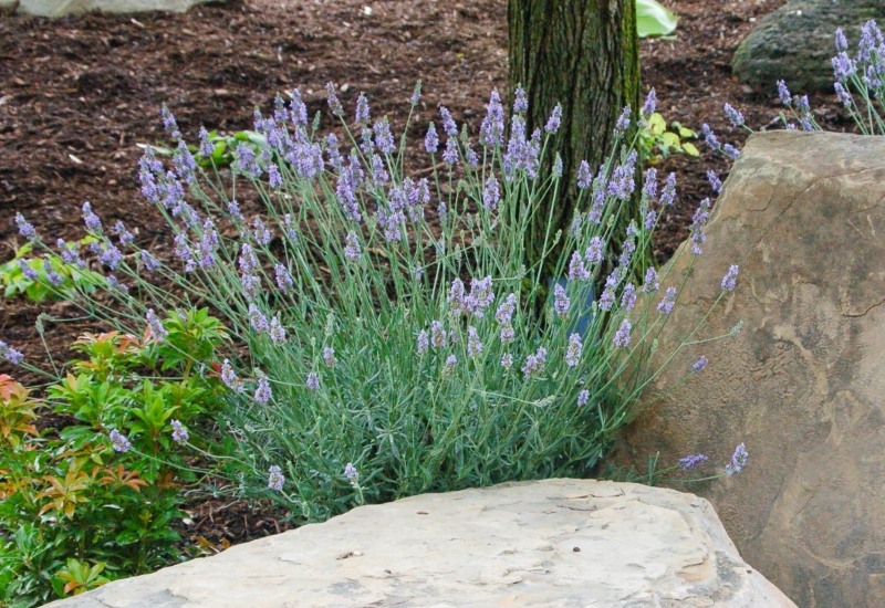 Growing the sensational lavender (Lavandula x intermedia Tesseract ...