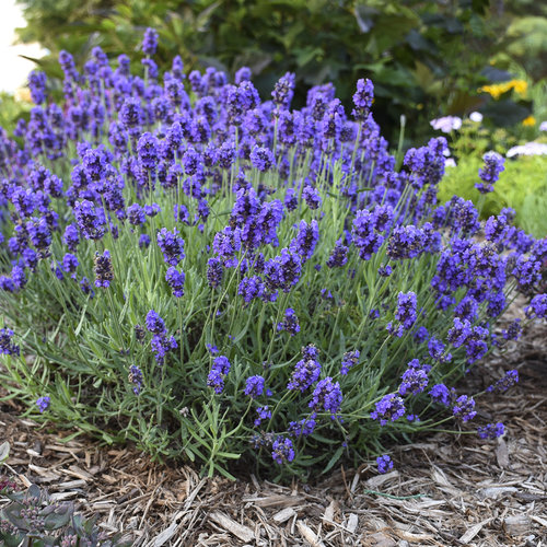 Growing the sensational lavender (Lavandula x intermedia Tesseract ...