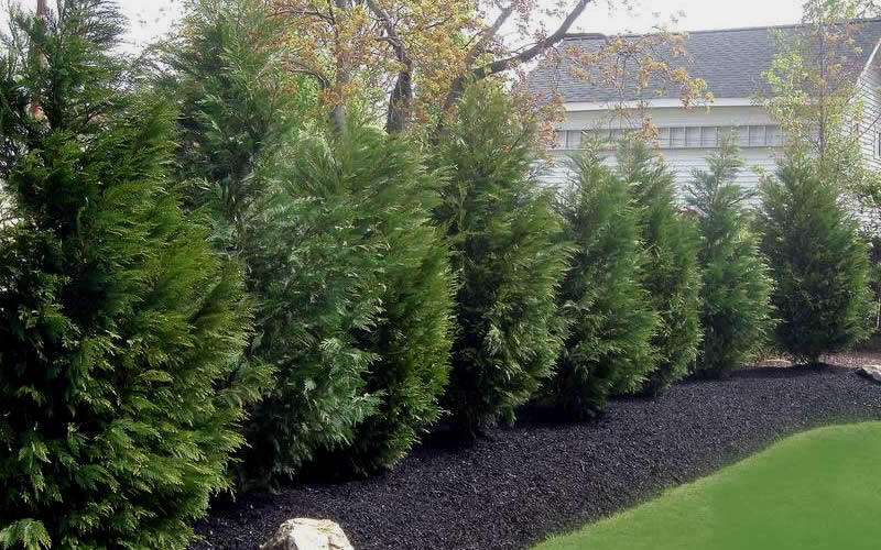 Leyland Cypress
