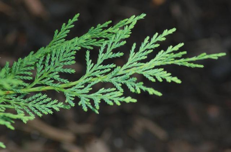 Leyland Cypress