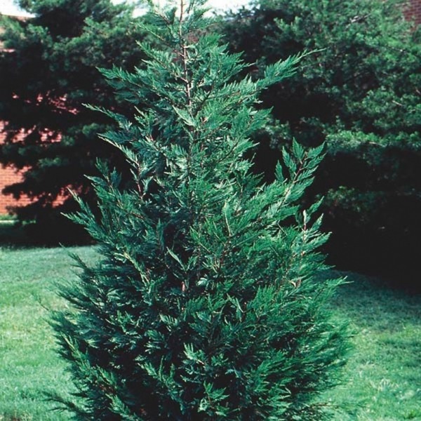 Leyland Cypress