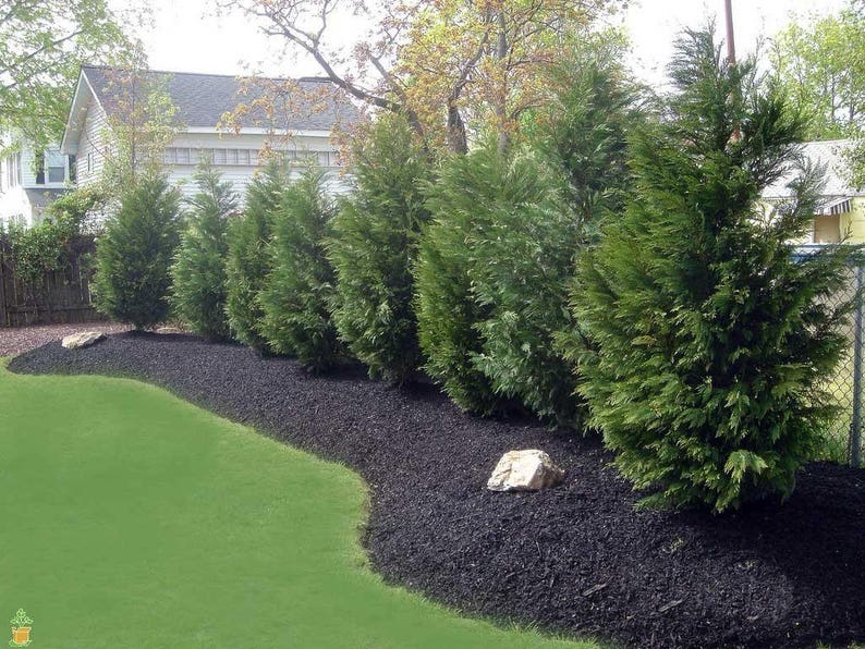 Leyland Cypress