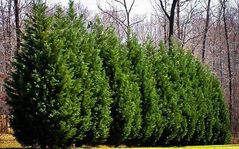 Leyland Cypress