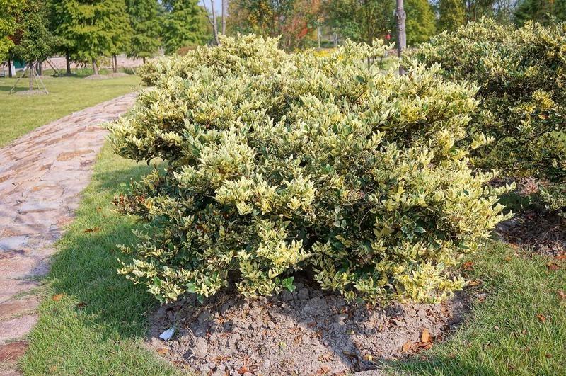 Growing the jack frost ligustrum (Ligustrum japonicum), perennial ...