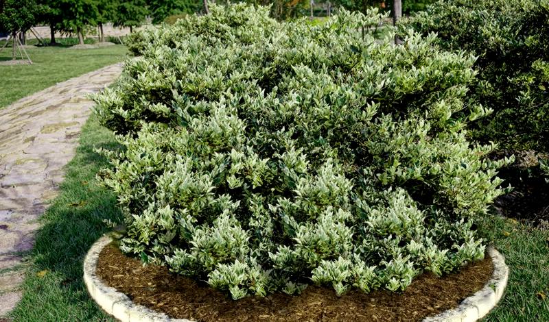 Growing the jack frost ligustrum (Ligustrum japonicum), perennial ...