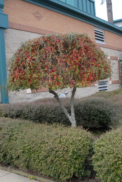 Growing the weeping yaupon holly (Ilex vomitoria Pendula), perennial ...