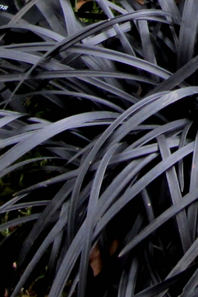 Black Mondo Grass