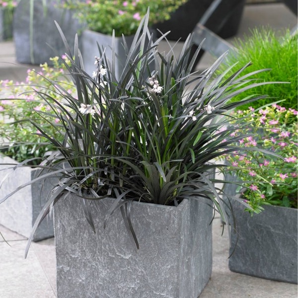 Black Mondo Grass