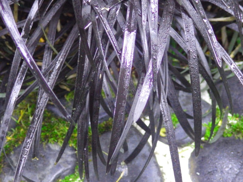 Black Mondo Grass