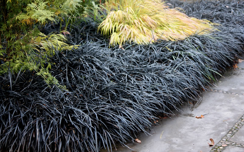 Black Mondo Grass