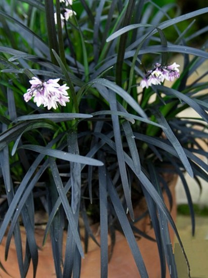 Black Mondo Grass