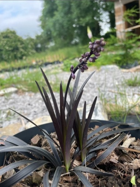 Black Mondo Grass