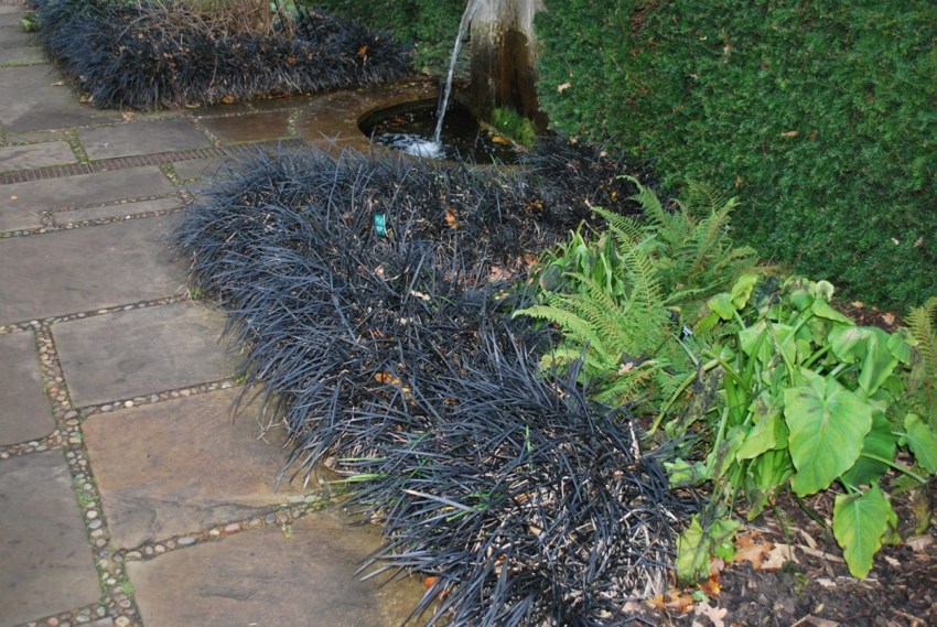Black Mondo Grass