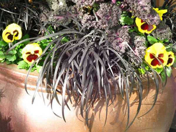 Black Mondo Grass