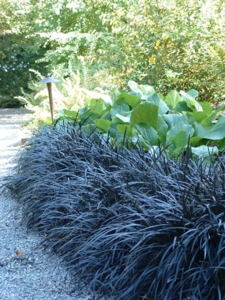 Black Mondo Grass