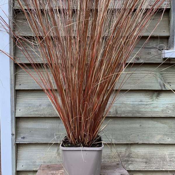 Growing the red rooster carex (Carex buchananii), perennial, annual ...