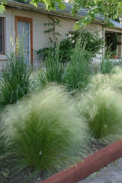 Growing the pony tails mexican feather grass (Stipa tenuissima ...