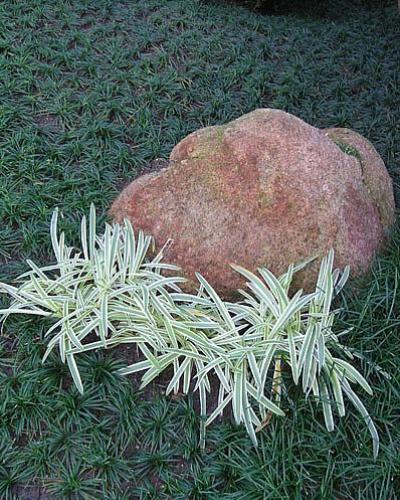 Silver Mist Mondo Grass