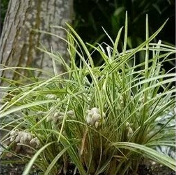 Silver Mist Mondo Grass