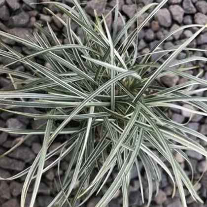 Silver Mist Mondo Grass
