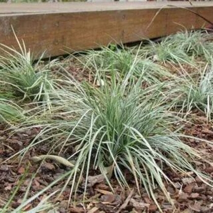 Silver Mist Mondo Grass