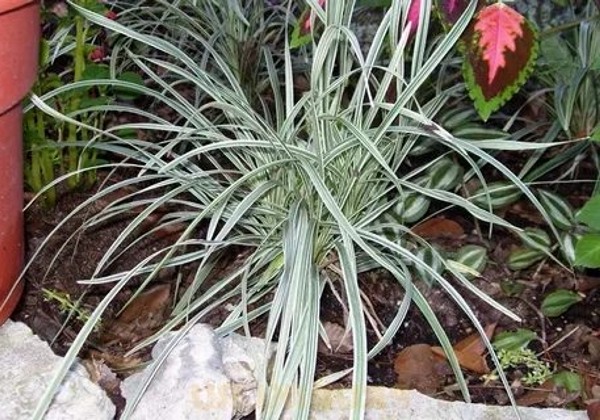 Silver Mist Mondo Grass