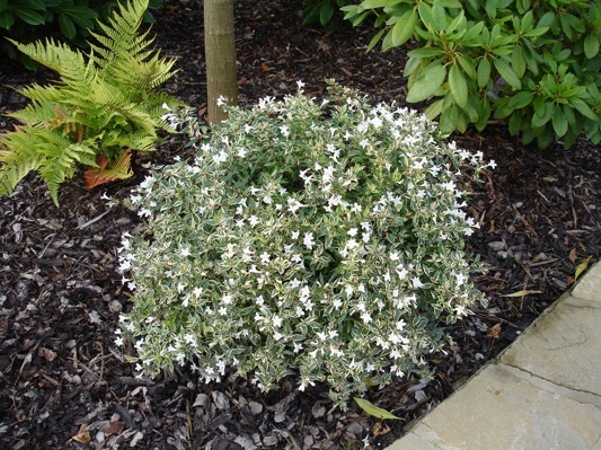 Confetti Dwarf Abelia