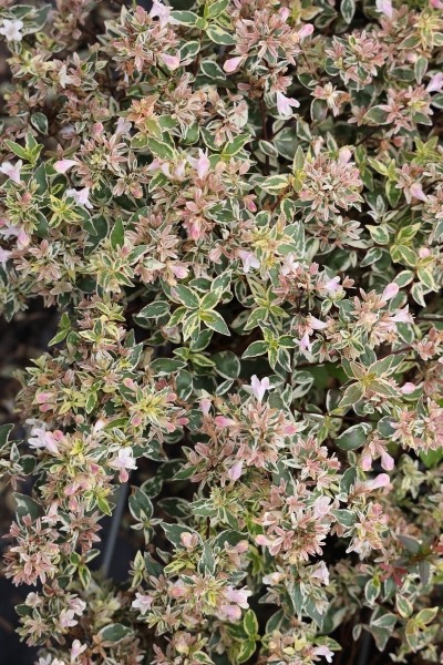 Confetti Dwarf Abelia