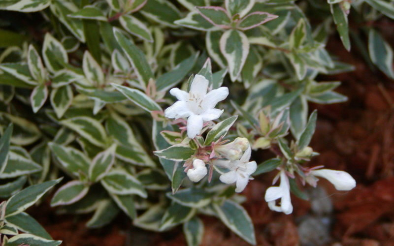 Confetti Dwarf Abelia