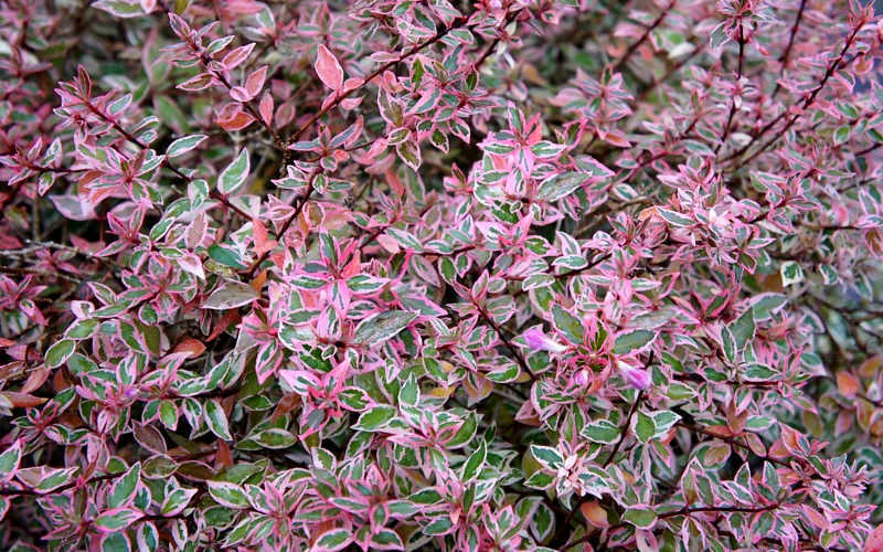Confetti Dwarf Abelia