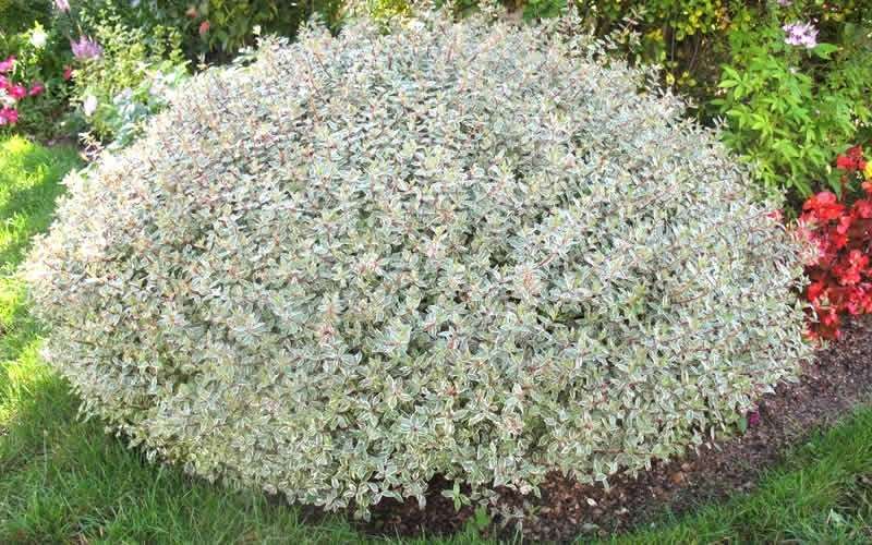 Confetti Dwarf Abelia