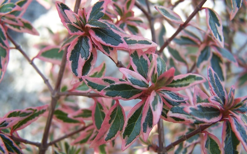 Confetti Dwarf Abelia