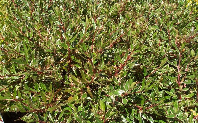Confetti Dwarf Abelia