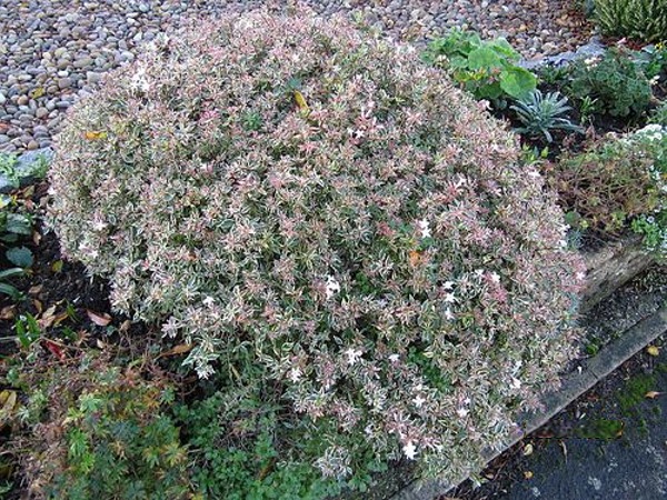 Confetti Dwarf Abelia