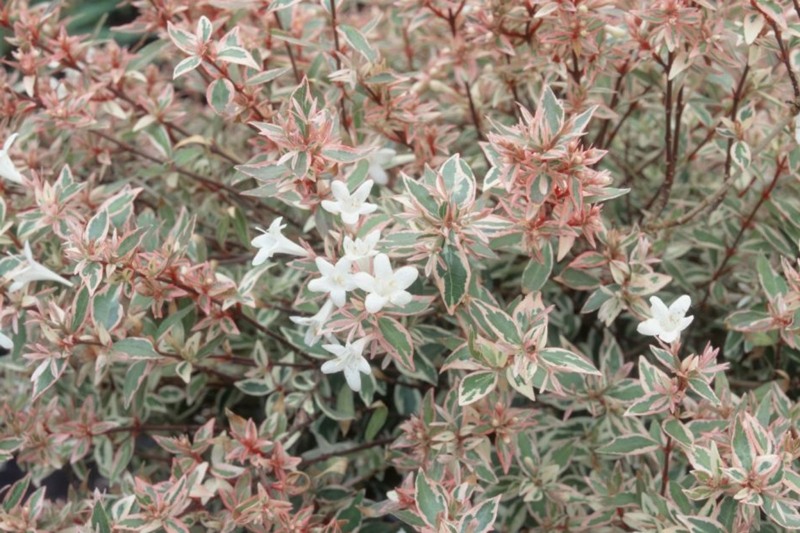 Confetti Dwarf Abelia