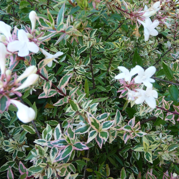 Confetti Dwarf Abelia